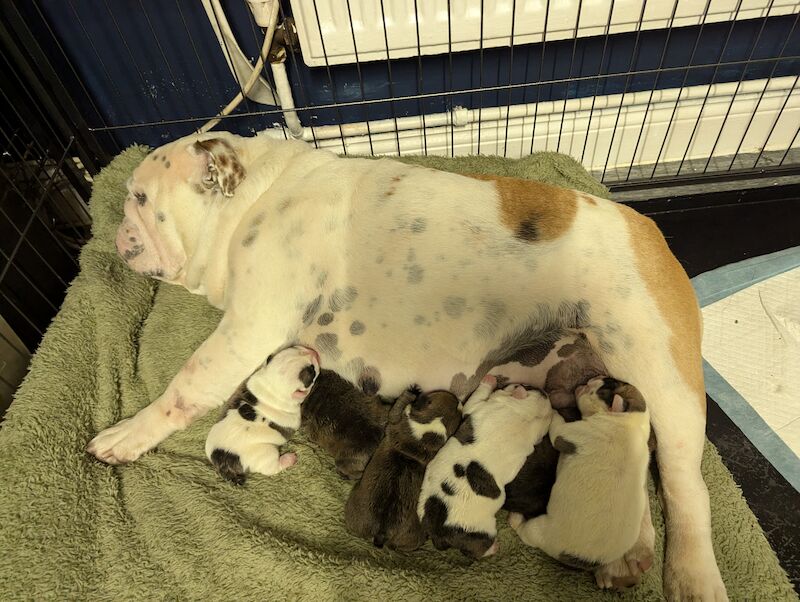 English Bulldog puppies for sale in Corby, Northamptonshire - Image 12