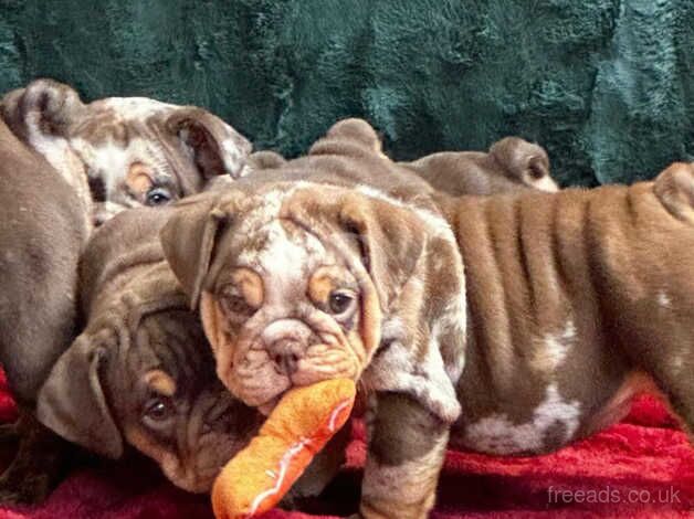 English bulldog puppies chocolate and tan merle for sale in Croydon, Croydon, Greater London