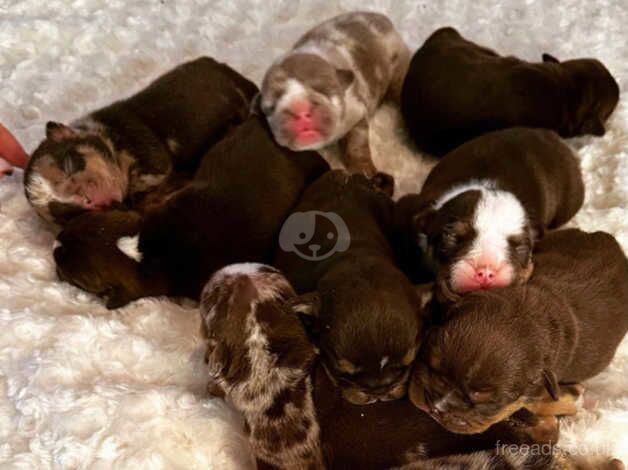 English bulldog puppies chocolate and tan merle for sale in Croydon, Croydon, Greater London - Image 2