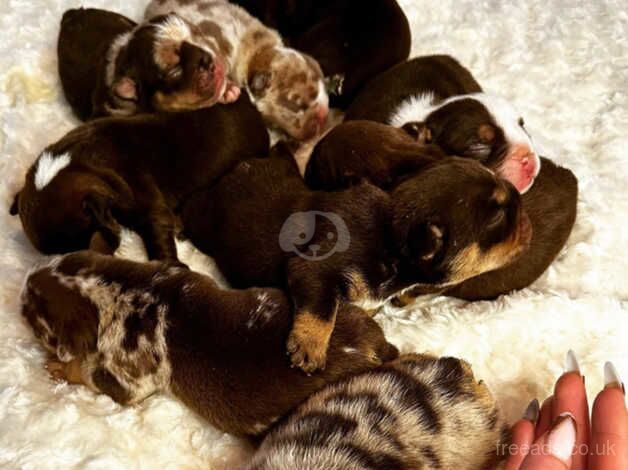 English bulldog puppies chocolate and tan merle for sale in Croydon, Croydon, Greater London - Image 3