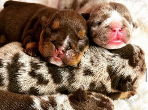 English bulldog puppies chocolate and tan merle for sale in Croydon, Croydon, Greater London - Image 4