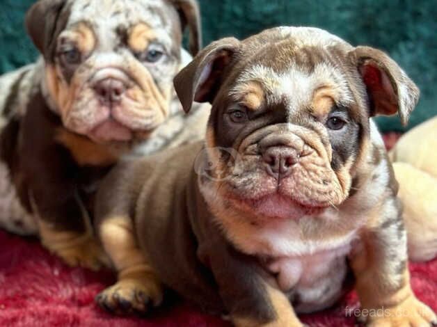 English bulldog puppies chocolate tri Merle for sale in Croydon, Croydon, Greater London