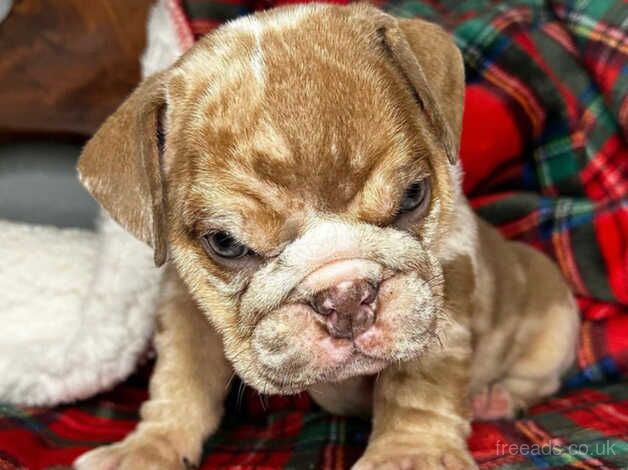 English bulldog puppies chocolate tri Merle for sale in Croydon, Croydon, Greater London - Image 3