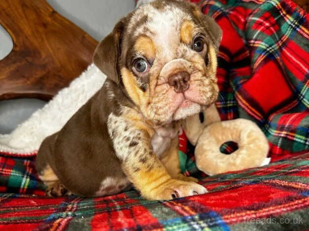 English bulldog puppies cholacte tri Merle for sale in Croydon, Croydon, Greater London