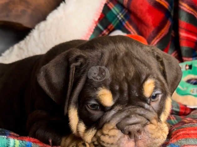 English Bulldogs for sale in Croydon, Croydon, Greater London