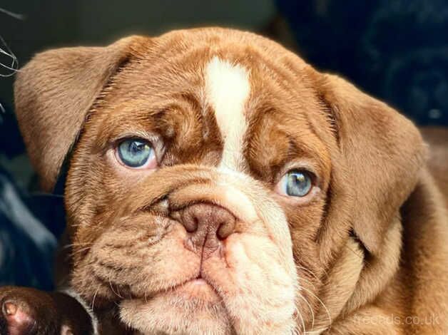 English bulldog puppies for sale in Burton upon Trent, Staffordshire