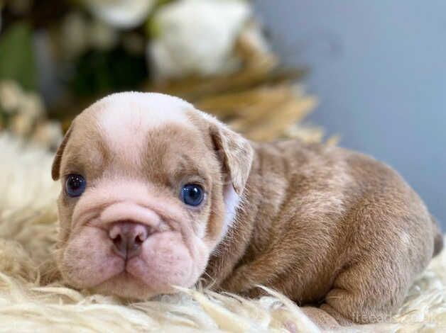 English bulldog puppies for sale in Burton upon Trent, Staffordshire - Image 2