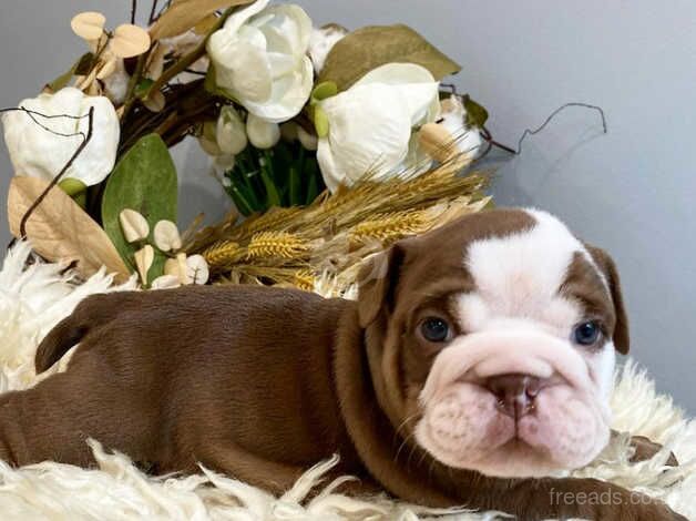 English bulldog puppies for sale in Burton upon Trent, Staffordshire - Image 3