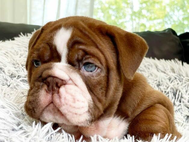 English bulldog puppies for sale in Burton upon Trent, Staffordshire - Image 4