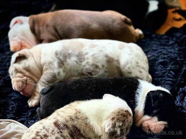 English bulldog puppies for sale in Danbury, Essex