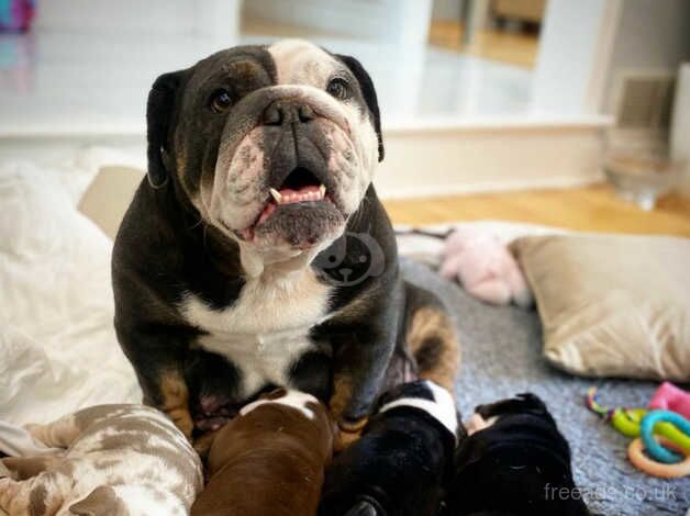 English bulldog puppies for sale in Danbury, Essex - Image 2