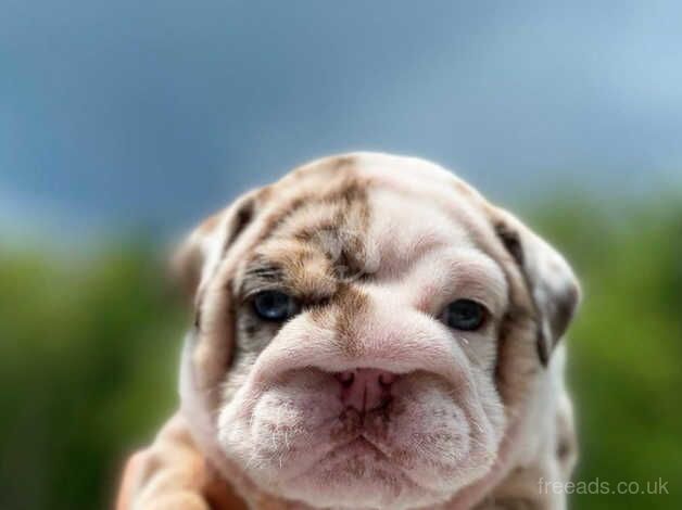 English bulldog puppies for sale in Danbury, Essex - Image 3