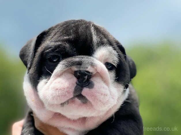 English bulldog puppies for sale in Danbury, Essex - Image 4