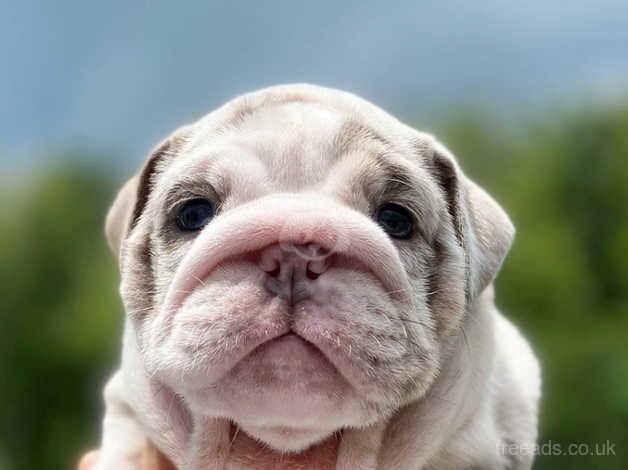 English bulldog puppies for sale in Danbury, Essex - Image 5