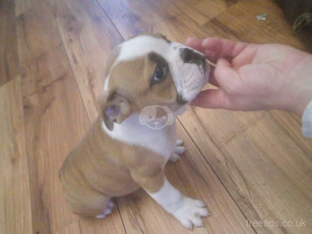 English Bulldogs for sale in Dungannon, Dungannon