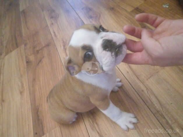 Bulldog Puppies for sale in Dungannon