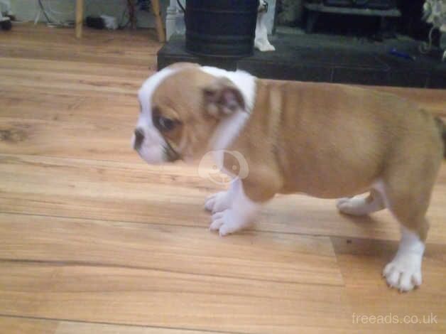 Bulldog Puppies for sale