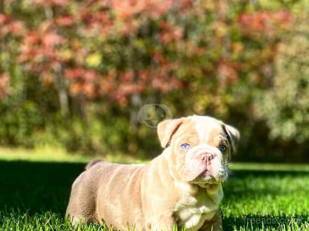 English bulldog puppies for sale in Tamworth, Staffordshire