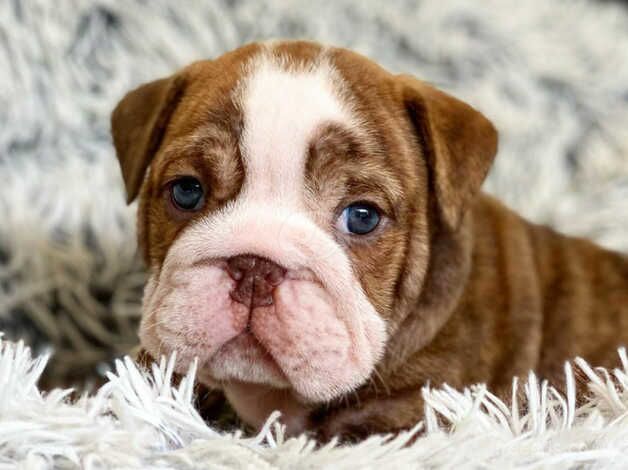 English bulldog puppies for sale in Tamworth, Staffordshire - Image 2