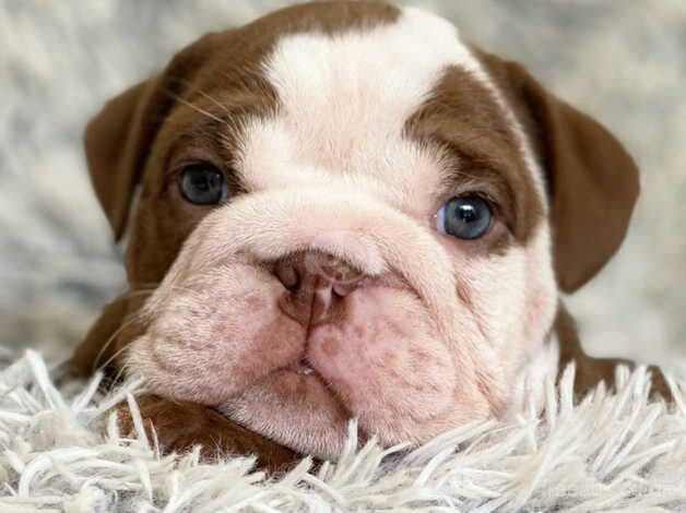 English bulldog puppies for sale in Tamworth, Staffordshire - Image 3