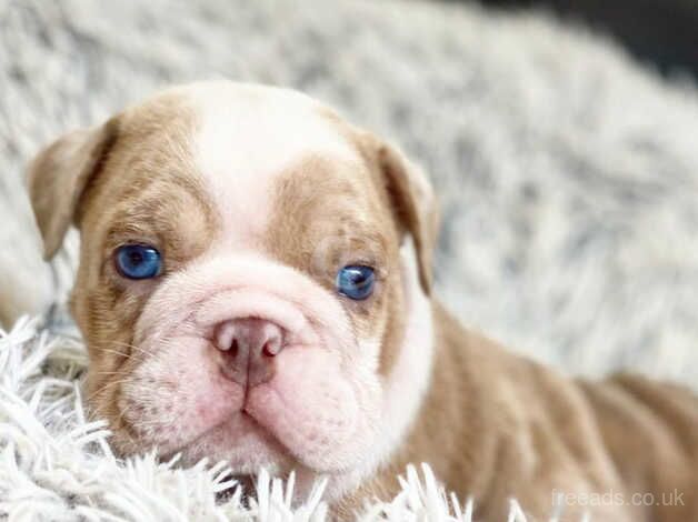 English bulldog puppies for sale in Tamworth, Staffordshire - Image 4