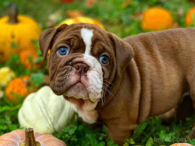 English bulldog puppies for sale in Tamworth, Staffordshire - Image 5