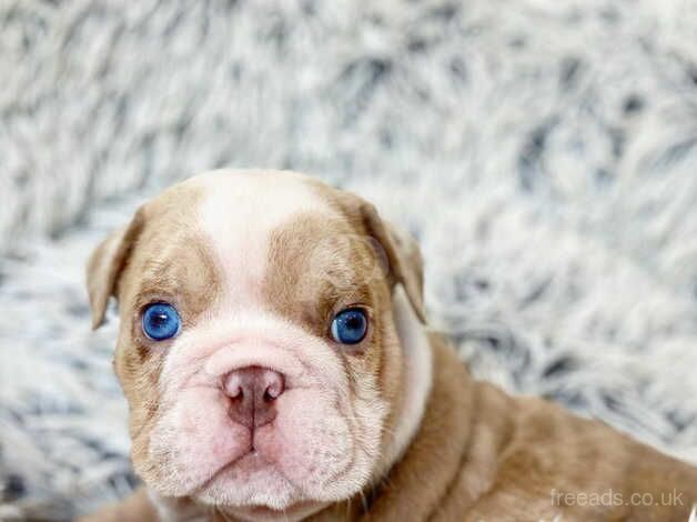 Bulldog Puppies for sale