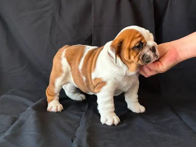 English Bulldog puppies now ready for sale in Abington, Northamptonshire