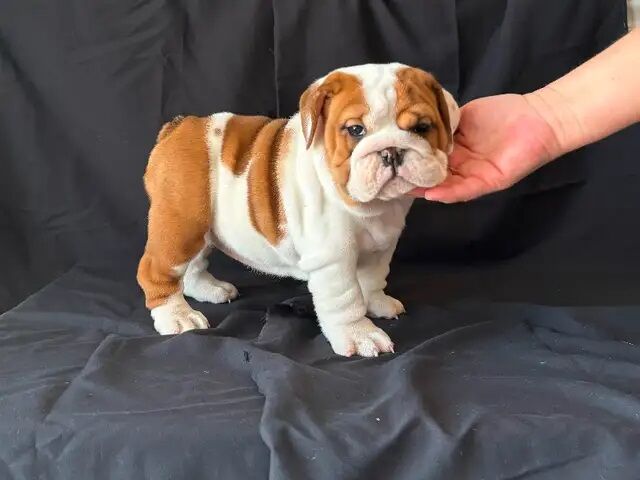 English Bulldog puppies now ready for sale in Abington, Northamptonshire - Image 2