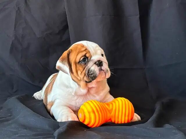 English Bulldog puppies now ready for sale in Abington, Northamptonshire - Image 3