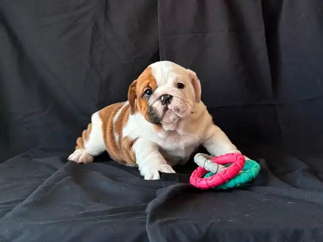 English Bulldog puppies now ready for sale in Abington, Northamptonshire - Image 4