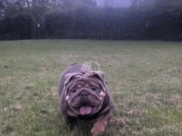 English Bulldog Puppies Ready To Leave for sale in Bolton, Greater Manchester