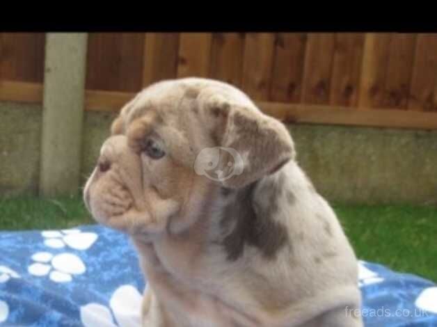 English Bulldog Puppies Ready To Leave for sale in Bolton, Greater Manchester - Image 2