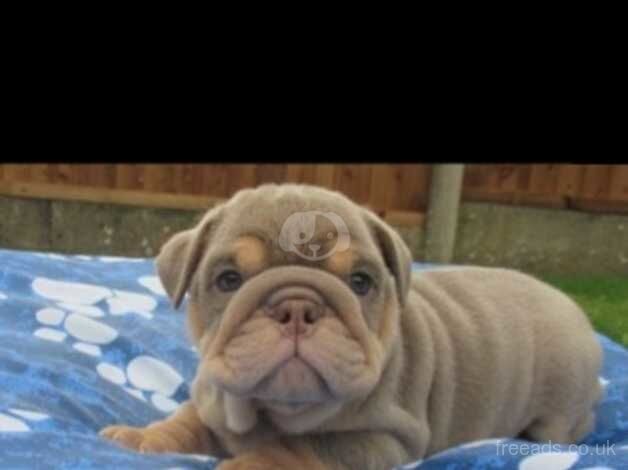 English Bulldog Puppies Ready To Leave for sale in Bolton, Greater Manchester - Image 3