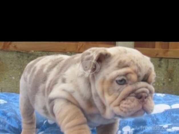 Bulldog Puppies for sale