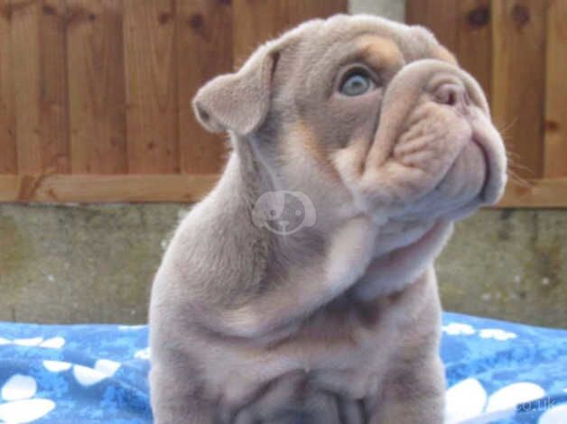 English Bulldog Puppies Ready To Leave for sale in Bolton, Greater Manchester - Image 5