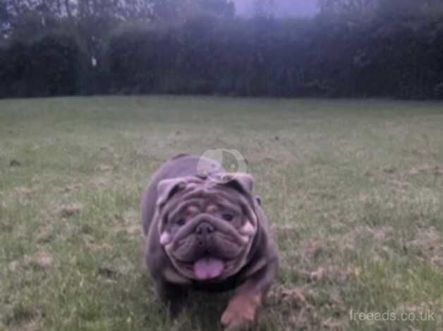 ENGLISH BULLDOG PUPPIES READY TO LEAVE for sale in Bolton, Greater Manchester