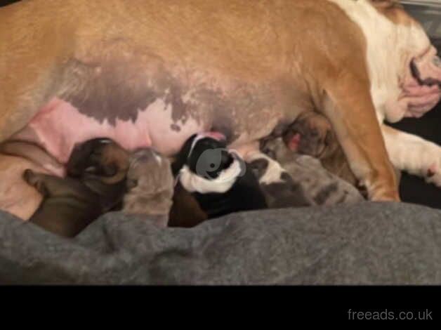 English bulldog puppy 1 BOY LEFT for sale in Middlesbrough, North Yorkshire - Image 2