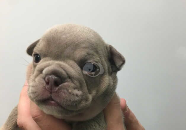 English bulldog x Exotic micro bully for sale in Lanark, South Lanarkshire