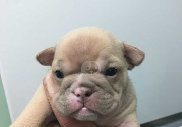 English Bulldogs for sale in Lanark, South Lanarkshire