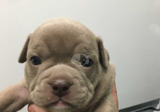 Bulldog Puppies for sale in South Lanarkshire