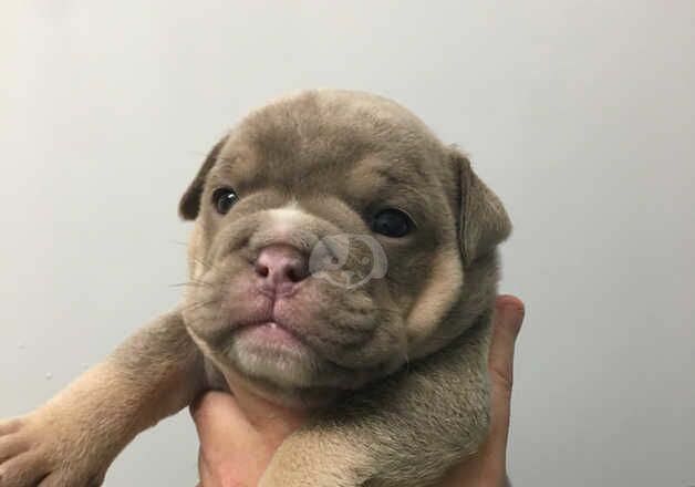 English bulldog x Exotic micro bully for sale in Lanark, South Lanarkshire - Image 4