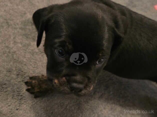 English Bulldog x Rottweiler for sale in Leicester, Leicestershire - Image 4