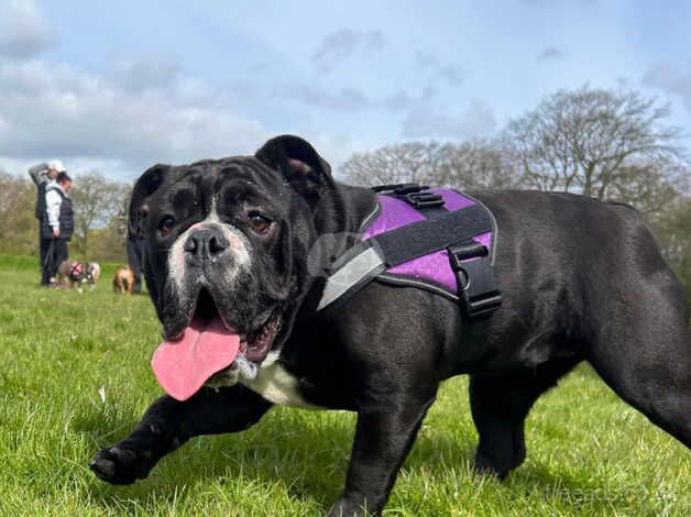 English bulldogs female for sale in Kingston upon Hull, East Riding of Yorkshire