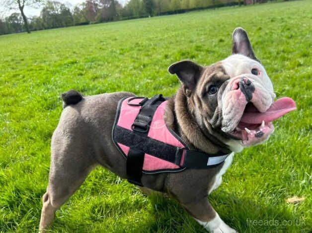 English Bulldogs for sale in Kingston upon Hull, East Riding of Yorkshire