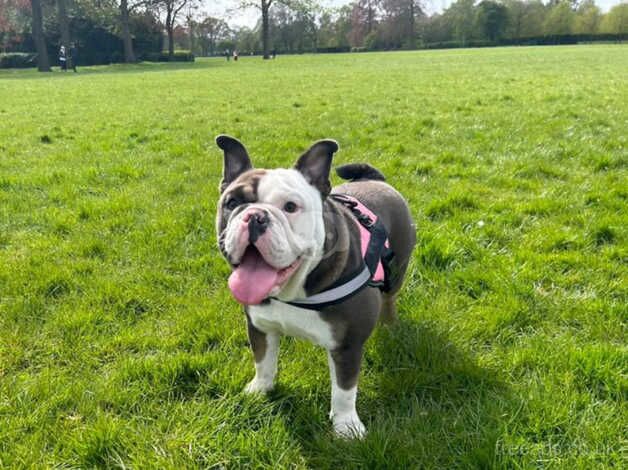 English bulldogs female for sale in Kingston upon Hull, East Riding of Yorkshire - Image 3