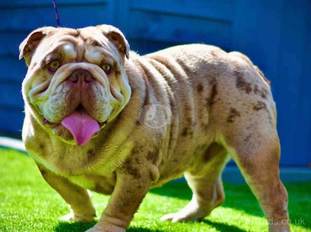 English bulldogs for sale in Chigwell, Essex - Image 2