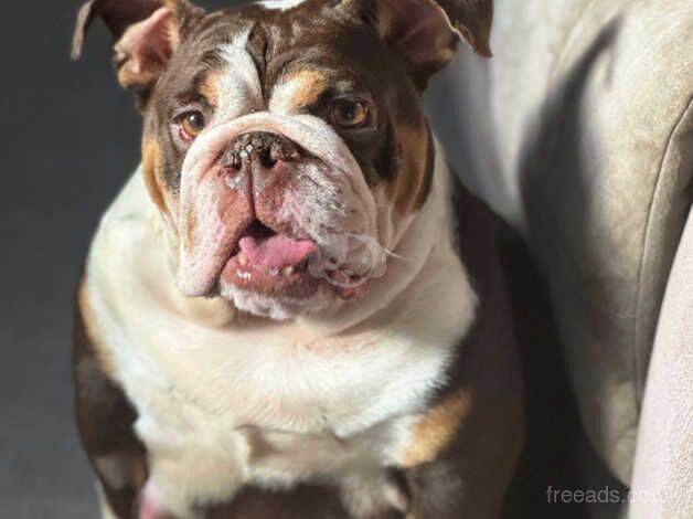 English bulldogs for sale in Chigwell, Essex - Image 3