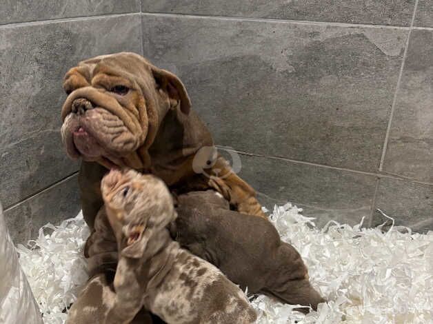 English bulldogs for sale in Nottingham, Nottinghamshire