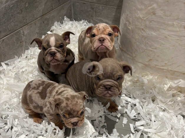 English Bulldogs for sale in Nottingham, Nottinghamshire